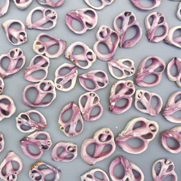 Sliced Purple Violet Sea Snail Neritina Shells - Pack of 100